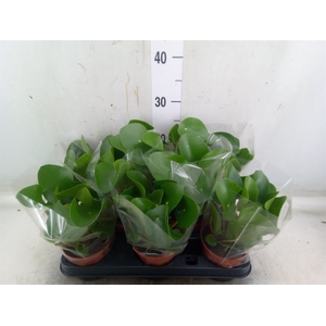 Pilea peperomoides