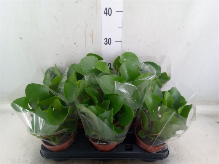 <h4>Pilea peperomoides</h4>