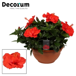 Decorum Hibiscus Bordeaux rood SCHAAL