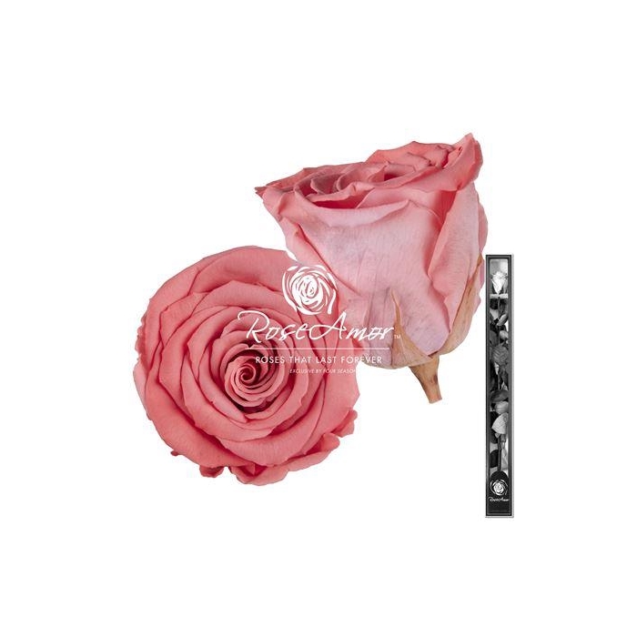 <h4>60cm Stem Bic09</h4>