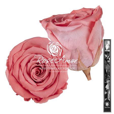 60cm Stem Bic09