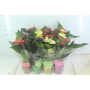 ANTHURIUM VARIADO P09
