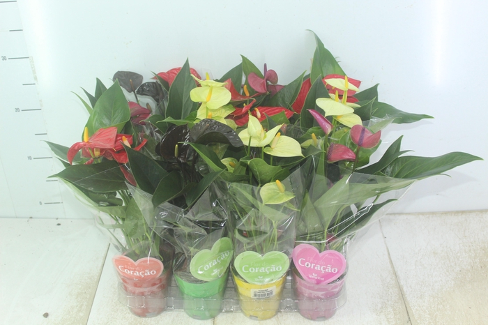 <h4>ANTHURIUM VARIADO P09</h4>