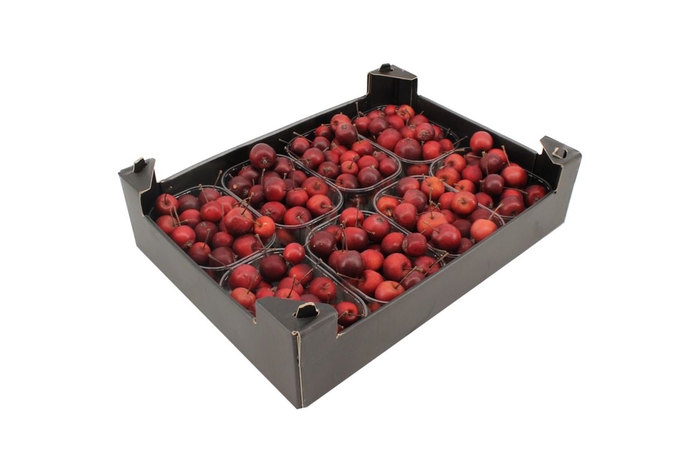 <h4>Appels Malus Rood 8x</h4>