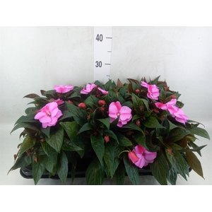 Impatiens NG 'ColPow Lavender Flam'