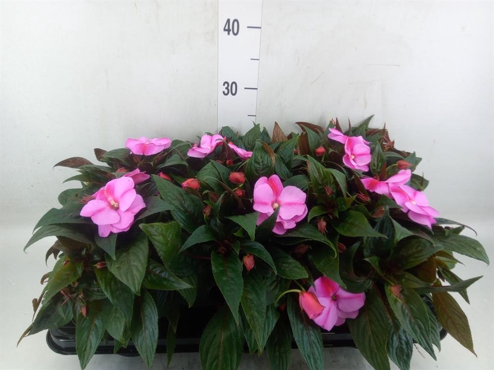 <h4>Impatiens NG 'ColPow Lavender Flam'</h4>