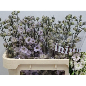 DELPH EL (ELATUM GRP) DEWI WOLLIE