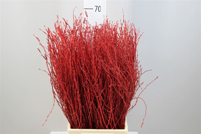 <h4>Berk ( Birch ) Red</h4>