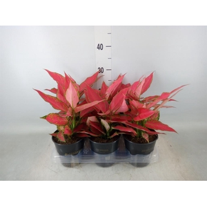 Aglaonema  'Cherry Baby'