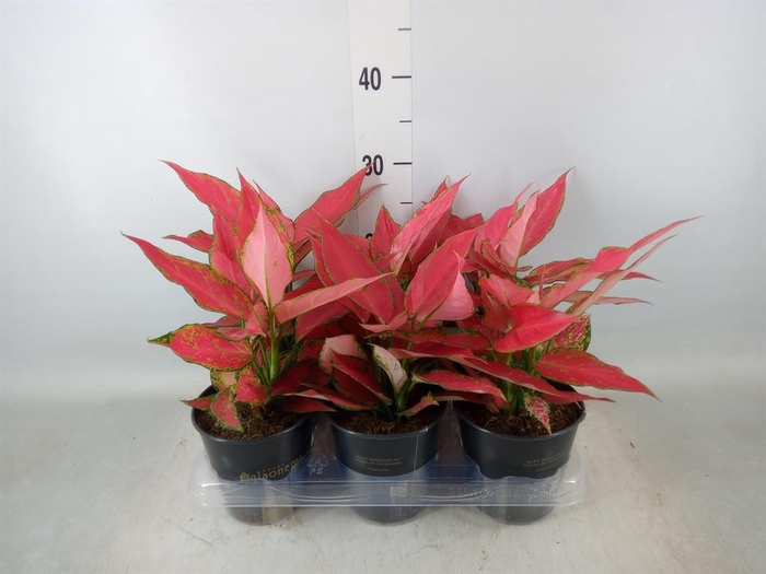 <h4>Aglaonema  'Cherry Baby'</h4>