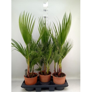 Washingtonia filifera