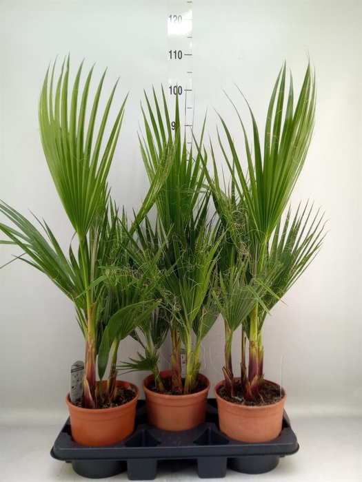 <h4>Washingtonia filifera</h4>