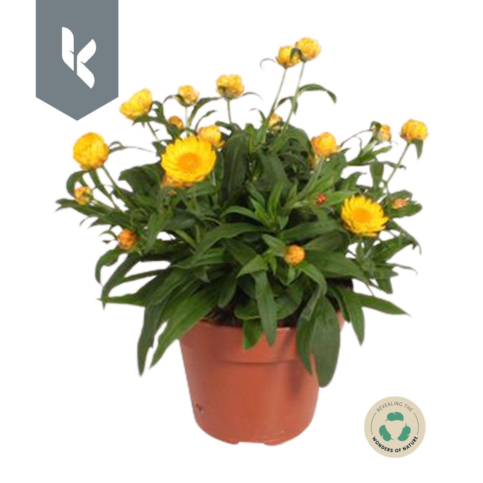 <h4>Xerochrysum Bracteatum Crispy Yellow</h4>