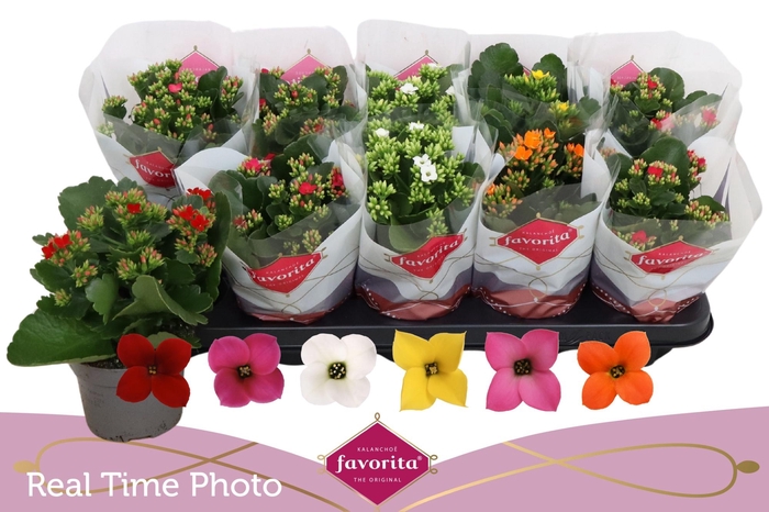 <h4>KAL EN GEM 6 KL</h4>