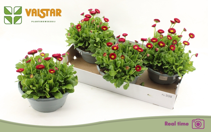 <h4>BELLIS P KL BEL RED</h4>