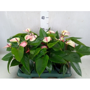 Anthurium andr. 'Lipa Pink Mini'