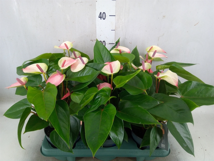 <h4>Anthurium andr. 'Lipa Pink Mini'</h4>