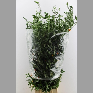 Ruscus Italy Large 100cm ( 4 Stem )