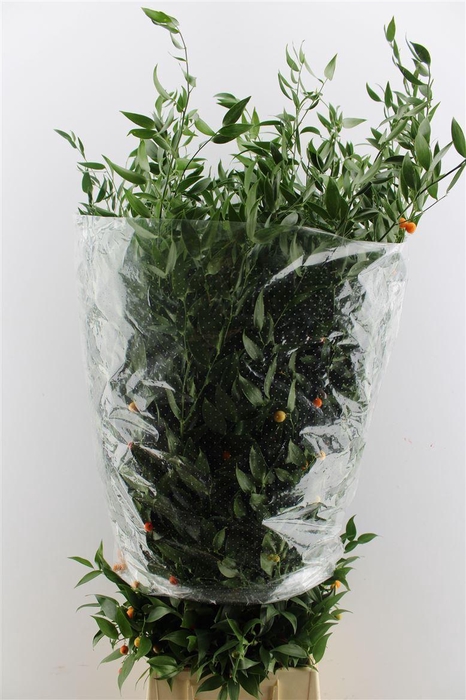 <h4>Ruscus Italy Large 100cm ( 4 Stem )</h4>