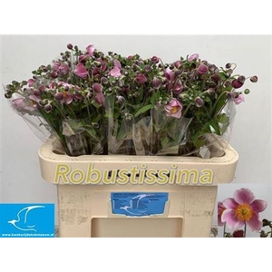Anemone Overig
