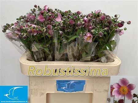 <h4>Anemone Overig</h4>