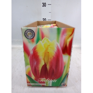 Tulipa   ...flowerbulbs