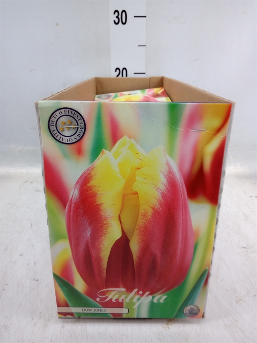 <h4>Tulipa   ...flowerbulbs</h4>