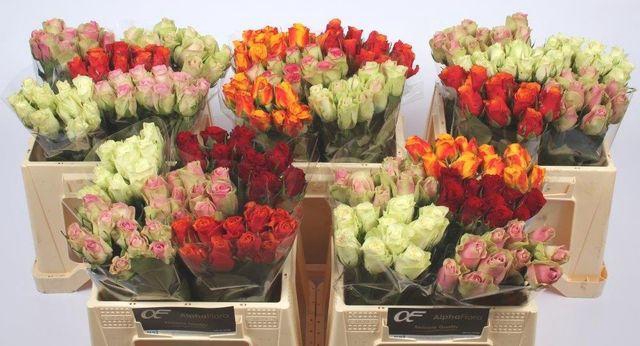 <h4>R GR GEM IN FUST</h4>