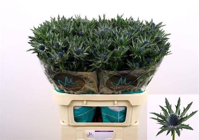 <h4>ERYNGIUM ORION QUESTAR</h4>