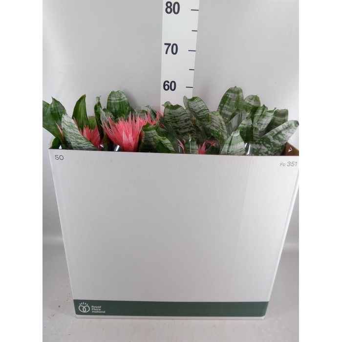 <h4>Aechmea fasciata 'Primera'</h4>