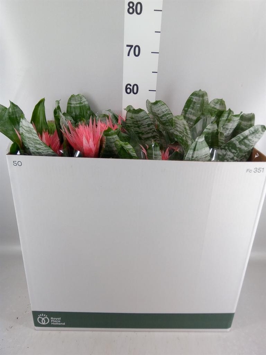 <h4>Aechmea fasciata 'Primera'</h4>