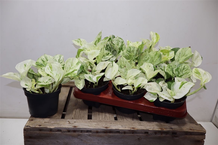 <h4>Epipr Happy Leaf</h4>