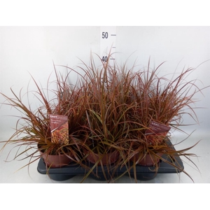 Uncinia rubra 'Everflame'