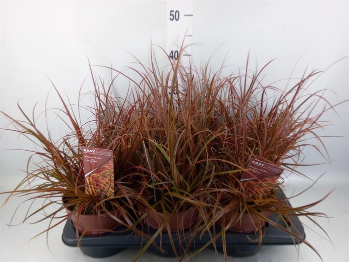 <h4>Uncinia rubra 'Everflame'</h4>