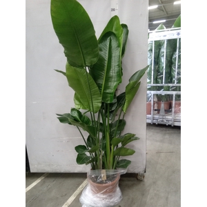 Strelitzia nicolai