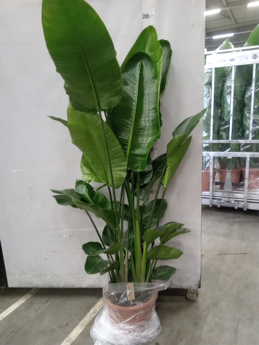 <h4>Strelitzia nicolai</h4>