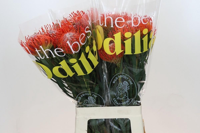 <h4>LEUCO CO TANGO</h4>