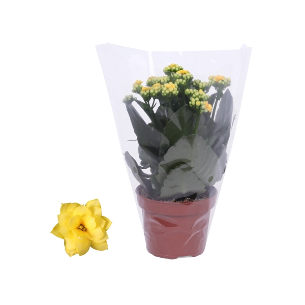 <h4>Kalanchoe Rosalina 12cm Don Amarillo geel, Blanco hoes</h4>