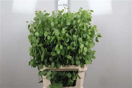 <h4>Lunaria Ann Groene P</h4>