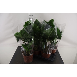 Alocasia 17 Cm. P. Low Rider