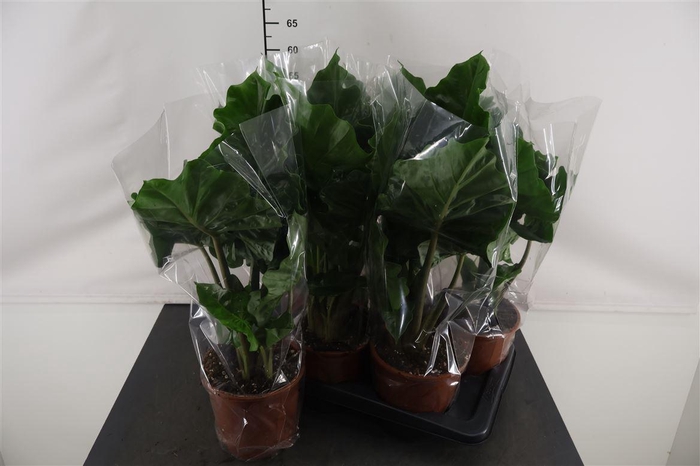 <h4>Alocasia 17 Cm. P. Low Rider</h4>