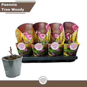 PAEONIA SUFFRUTICOSA