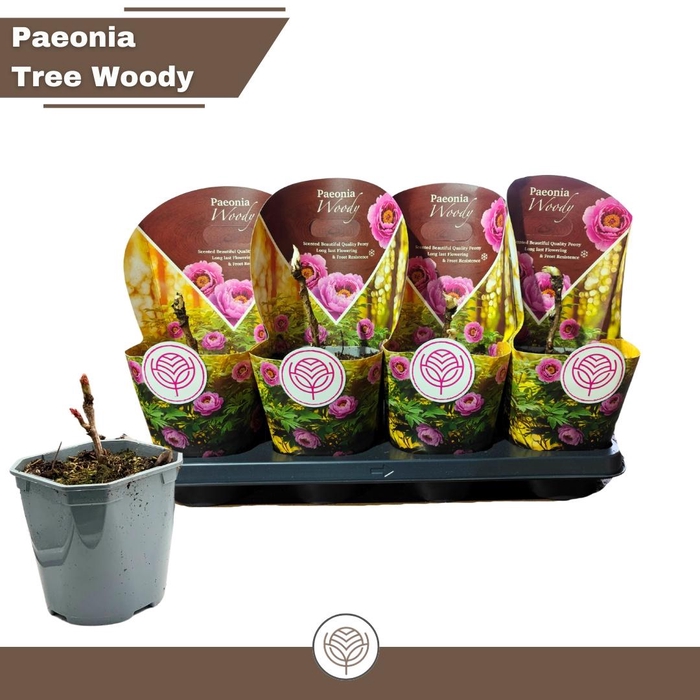 <h4>PAEONIA SUFFRUTICOSA</h4>