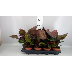 Philodendron  'Sunlight'