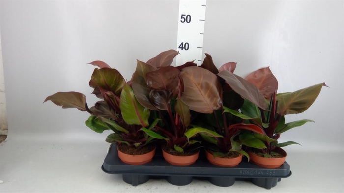 <h4>Philodendron  'Sunlight'</h4>