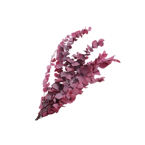 Eucalyptus Preserved Lilac Stuartiana