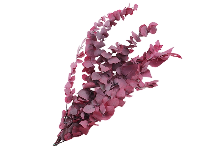 <h4>Eucalyptus Preserved Lilac Stuartiana</h4>