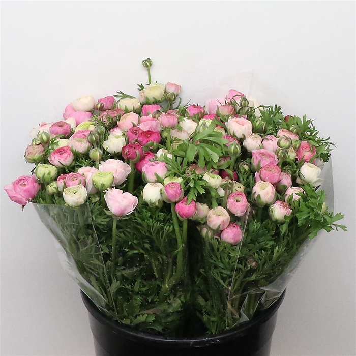 <h4>Ran El Sfumato White Pink Super</h4>