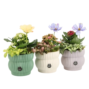 11560: Consideration arrangement