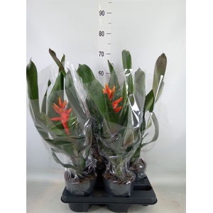 Aechmea  'Pepita Elegant Flames'